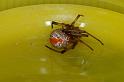 Latrodectus_hasselti_D3485_Z_79_E. of Nuendah homestead_Australie